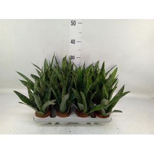 Sansevieria zeylanica 'Greenline'