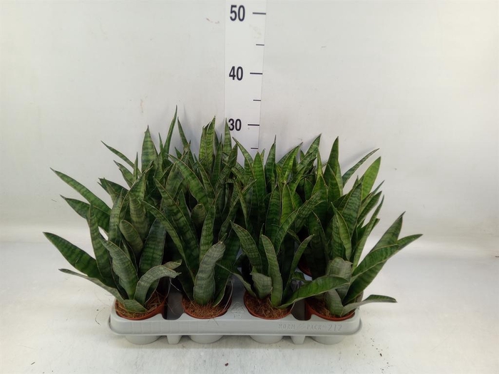 <h4>Sansevieria zeylanica 'Greenline'</h4>