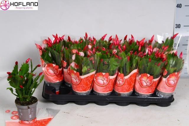 <h4>SCHLUMB ZARAIKA</h4>