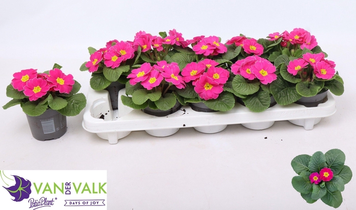 <h4>PRIM AC CAIRO ROSE</h4>