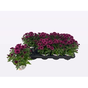 CHRY GARDENMUM DOUBLE PURPLE