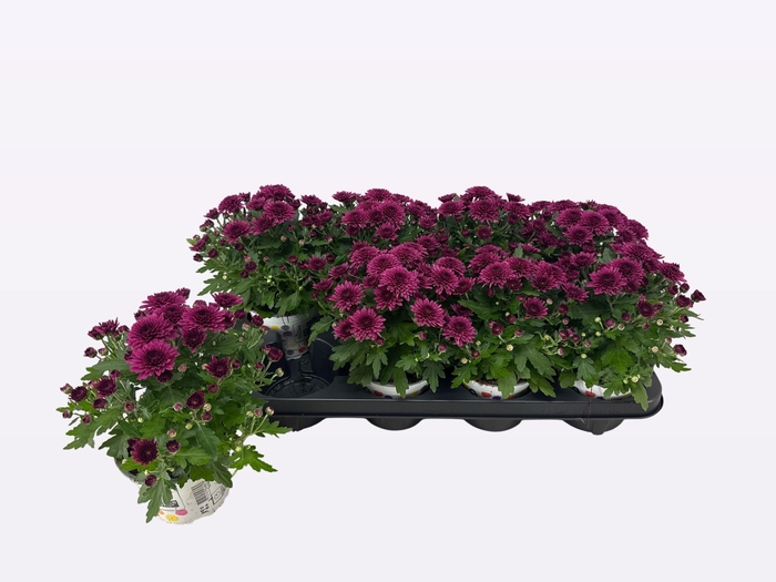 <h4>CHRY GARDENMUM DOUBLE PURPLE</h4>