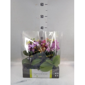 Phalaenopsis multi.   ...mix  5