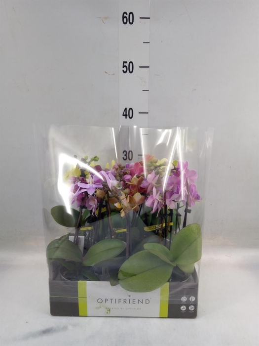 <h4>Phalaenopsis multi.   ...mix  5</h4>