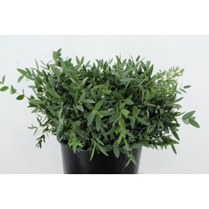 EUC PARVIFOLIA 150GR SHORT