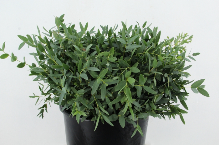 <h4>EUC PARVIFOLIA 150GR SHORT</h4>