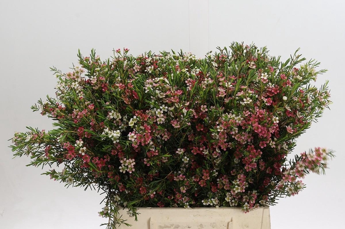 <h4>Chamelaucium My Sweet 16</h4>