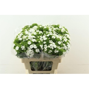 Di Barb Aldo White 60cm