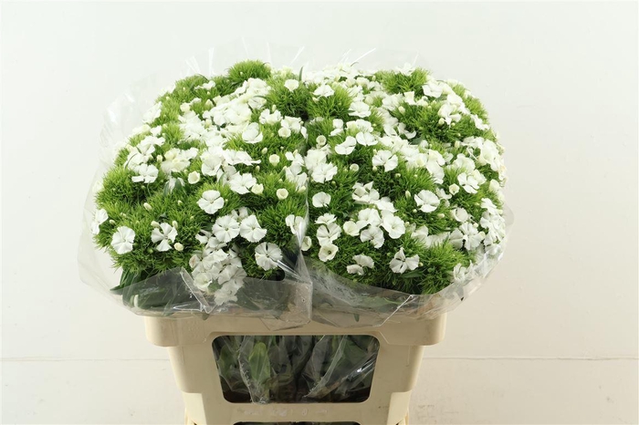 <h4>Di Barb Aldo White 60cm</h4>