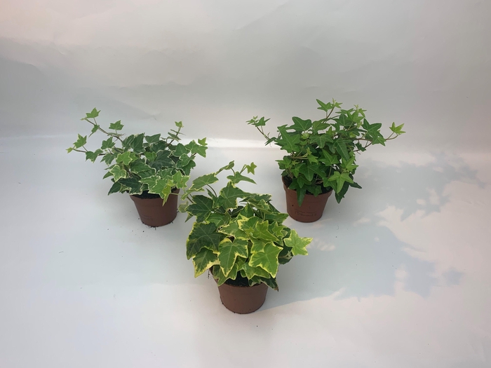 <h4>Hedera Gemengd 8,5cm</h4>