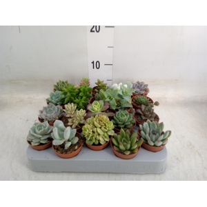 Succulents   ...