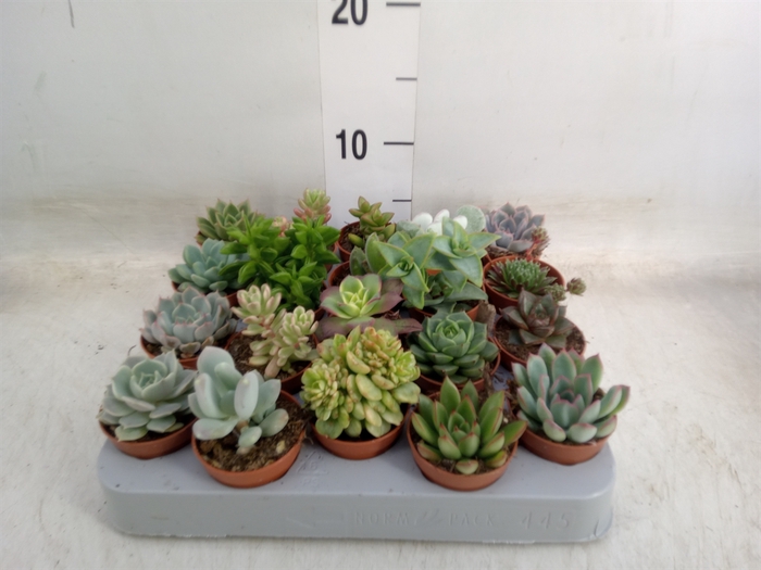 <h4>Succulents   ...</h4>