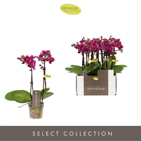 <h4>Phalaenopsis Multifloratypes overig paars</h4>