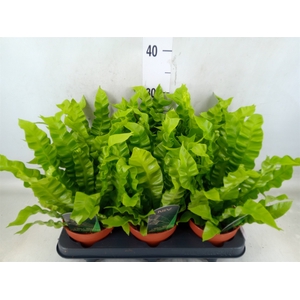 Asplenium nidus 'Crispy Wave'
