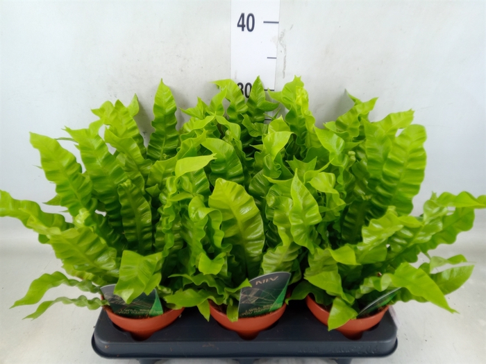 <h4>Asplenium nidus 'Crispy Wave'</h4>