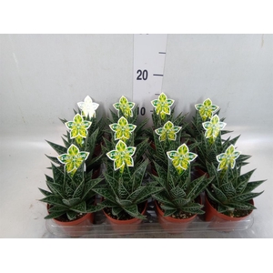 Aloe aristata 'Tiki Tahi'