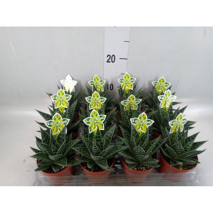 <h4>Aloe aristata 'Tiki Tahi'</h4>