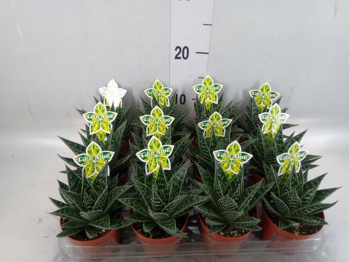 Aloe aristata 'Tiki Tahi'