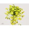 Epipremnum Golden Pothos Hang