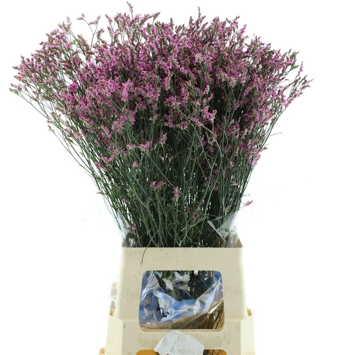 Limonium Scarlet Diamond