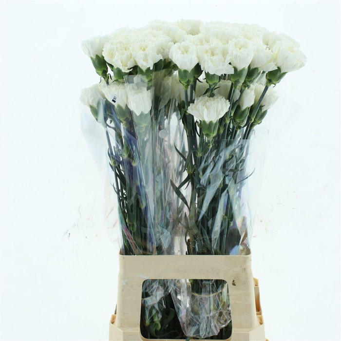 <h4>DI ST MOONLIGHT</h4>