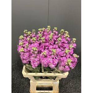 Matth Iron Hot Pink
