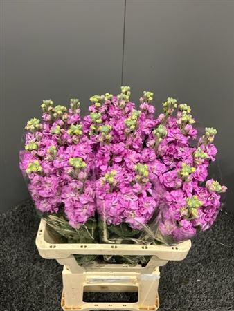 <h4>Matth Iron Hot Pink</h4>