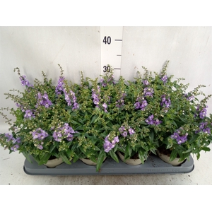 Angelonia  'Serena Purple'