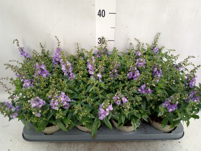 <h4>Angelonia  'Serena Purple'</h4>