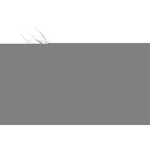 Berken bezem Drentse Echte