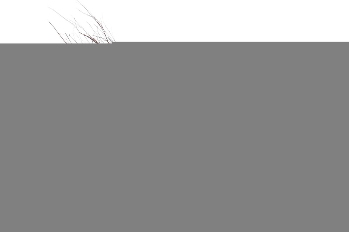 Berken bezem Drentse Echte