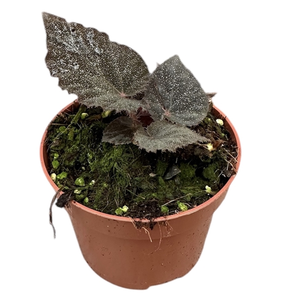 <h4>Begonia Taconite</h4>