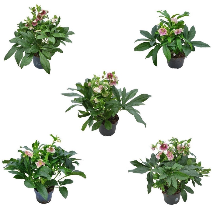 <h4>Helleborus orientalis</h4>