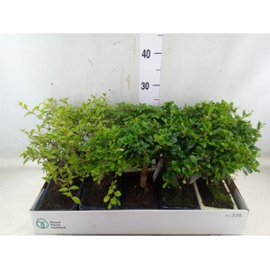 Bonsai   ...mix