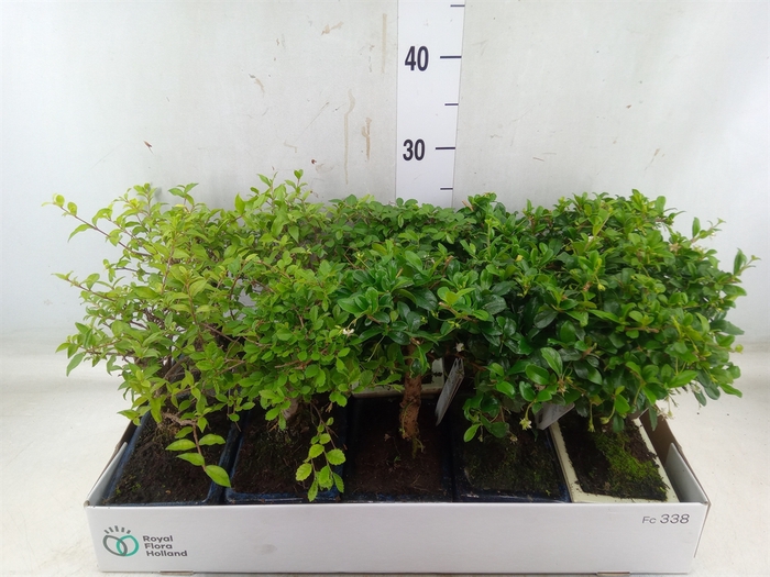 <h4>Bonsai   ...mix</h4>