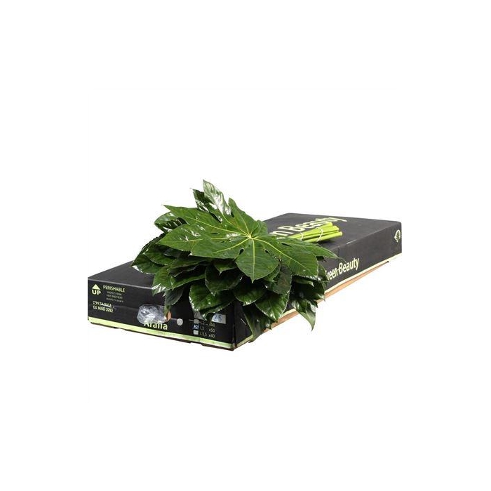 <h4>ARALIA 30 CM GR. BEAUTY</h4>