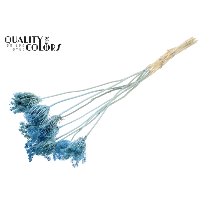 <h4>Ammi Majus 2-4cm 10pc/bunch Bleached Light Blue</h4>