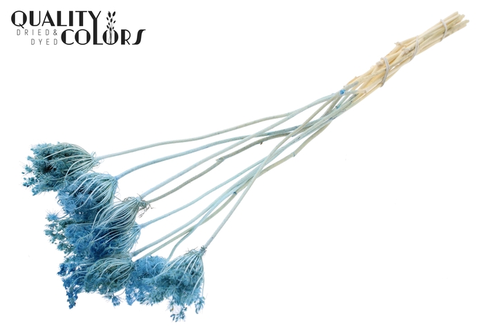 <h4>Ammi Majus 2-4cm 10pc/bunch Bleached Light Blue</h4>