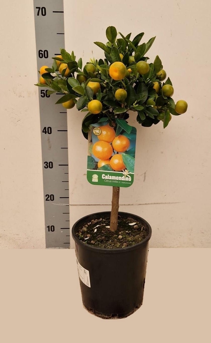 <h4>CITR MICROCARPA</h4>