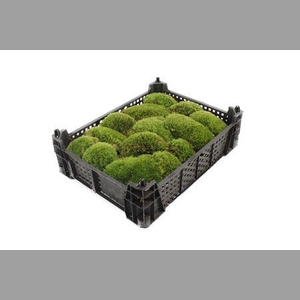 Mos Bolmos ( Plastic )