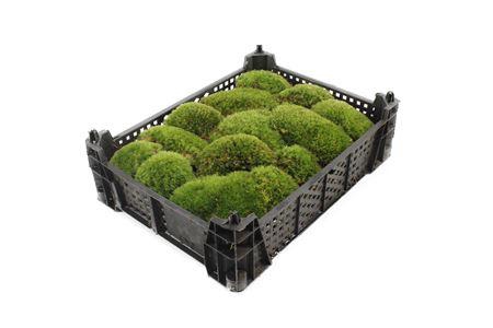 <h4>Mos Bolmos ( Plastic )</h4>