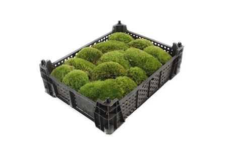 <h4>Mos Bolmos Extra ( Plastic )</h4>