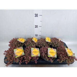 Sedum cyaneum 'Sachalin'