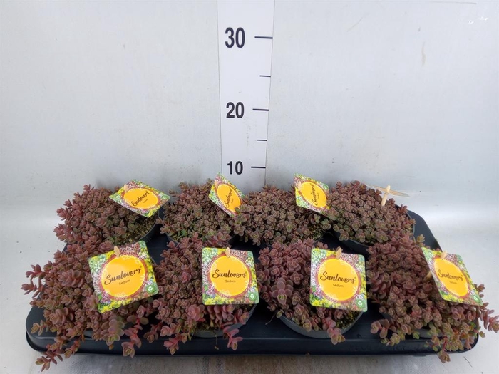 <h4>Sedum cyaneum 'Sachalin'</h4>