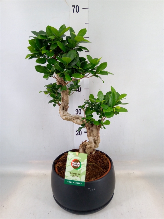 <h4>Ficus microcarpa 'Ginseng'</h4>