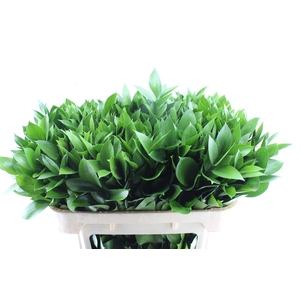 Ruscus Hypophyllum