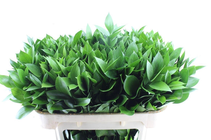 <h4>Ruscus Hypophyllum</h4>