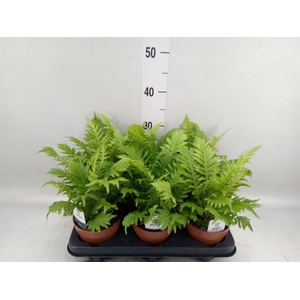 Blechnum gibbum 'Silver Lady'