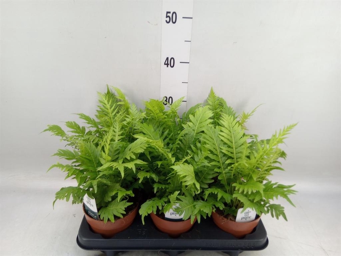 <h4>Blechnum gibbum 'Silver Lady'</h4>