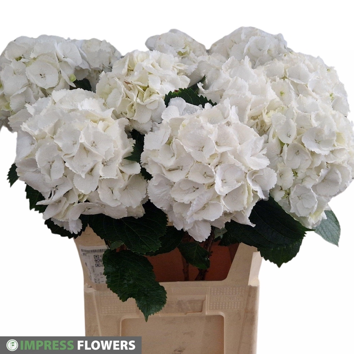 <h4>HYDR M SCHNEEBALL</h4>